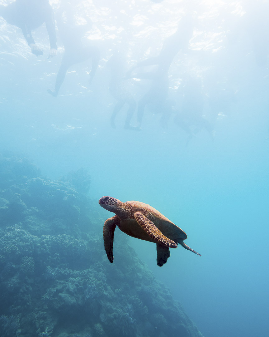 Snorkeling people watch a passing turtle